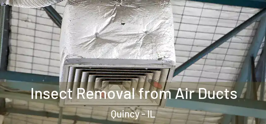 Insect Removal from Air Ducts Quincy - IL